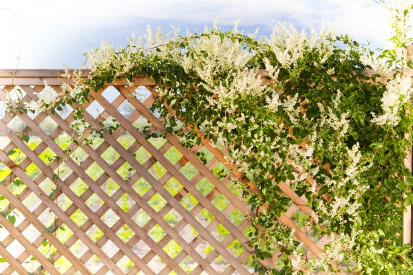 Cost of Lattice Repair in Vacaville