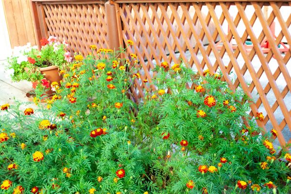 Cost of Decorative Lattice Mounting in Vacaville