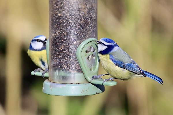 Cost of Bird Feeder Mounting Service in Vacaville