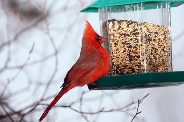 Cost of Bird Feeder Hanging in Vacaville